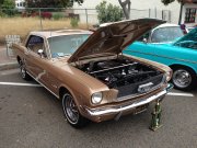 Light Brown Mustang